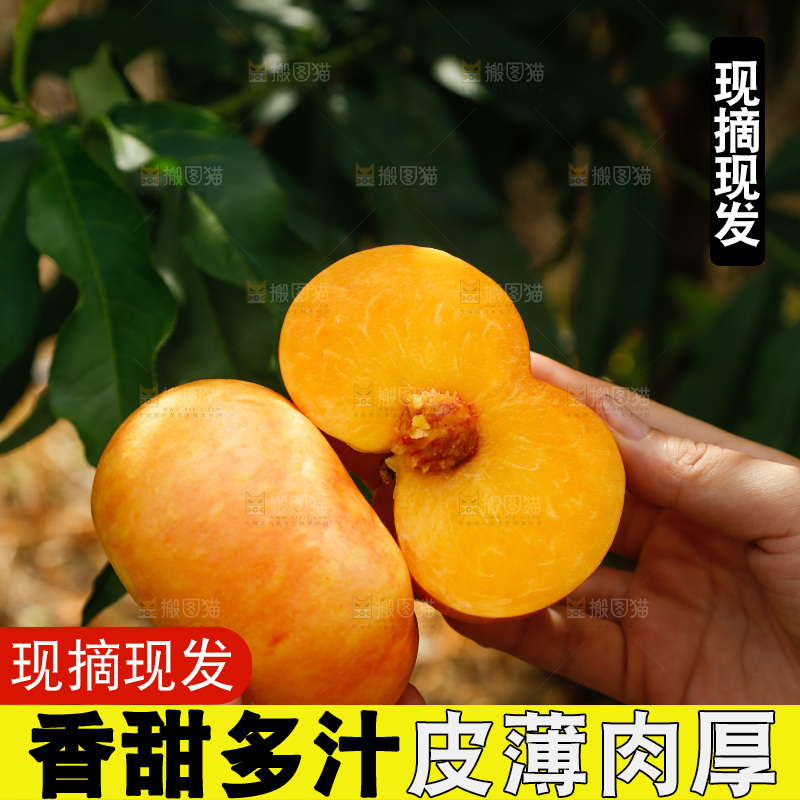 手里拿着黄油蟠桃