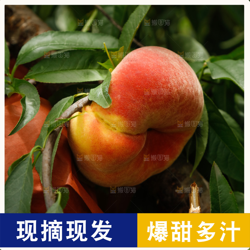 堆放着的黄蟠桃