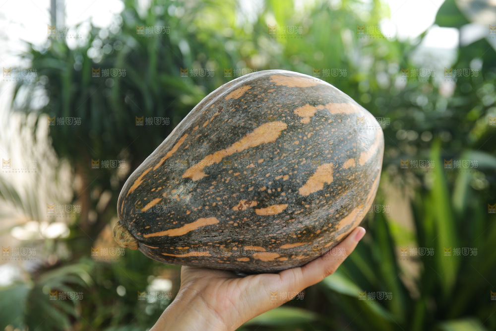 手里拿着香芋南瓜