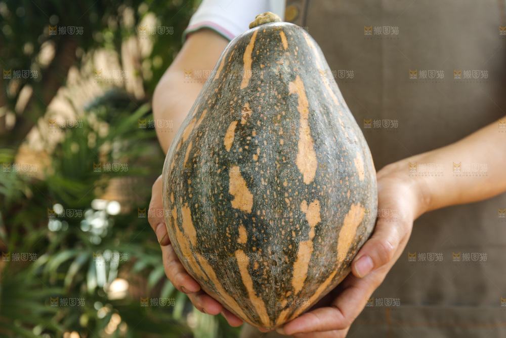 手里拿着香芋南瓜