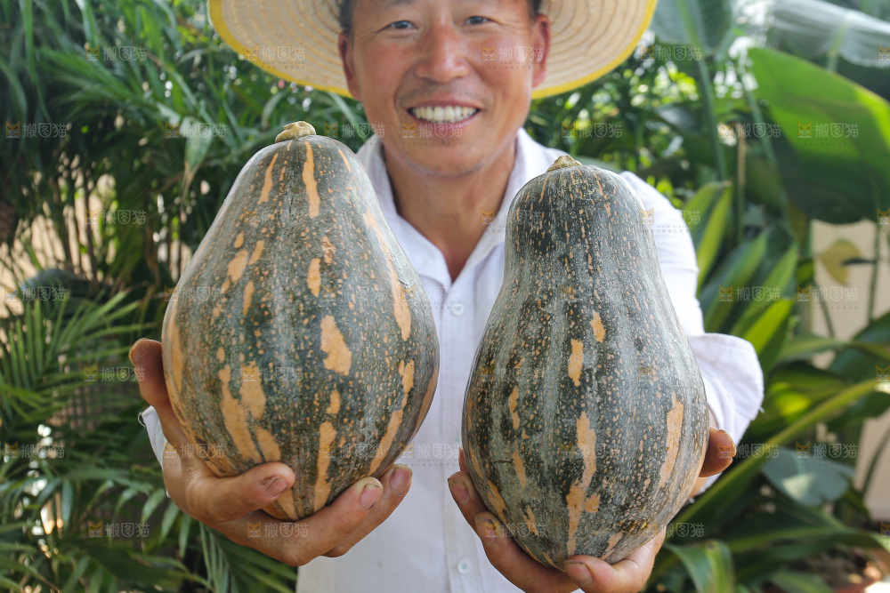 手里拿着香芋南瓜