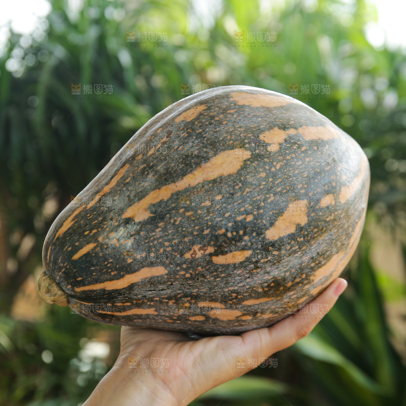 手里拿着香芋南瓜