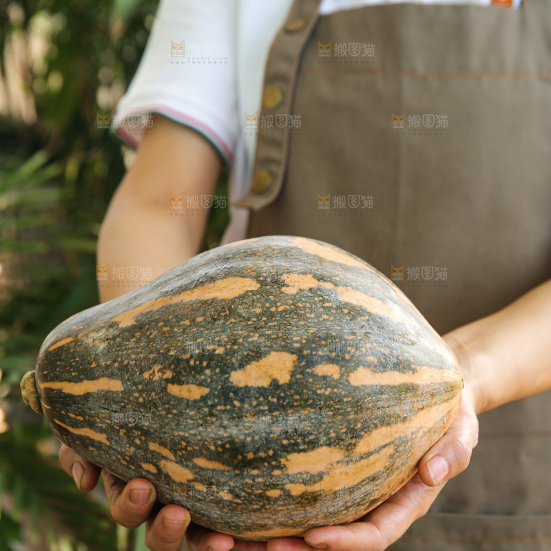 手里拿着香芋南瓜