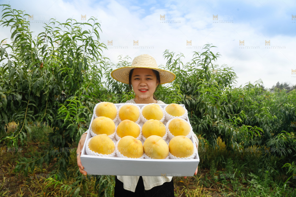 手里拿着奉贤锦绣黄桃