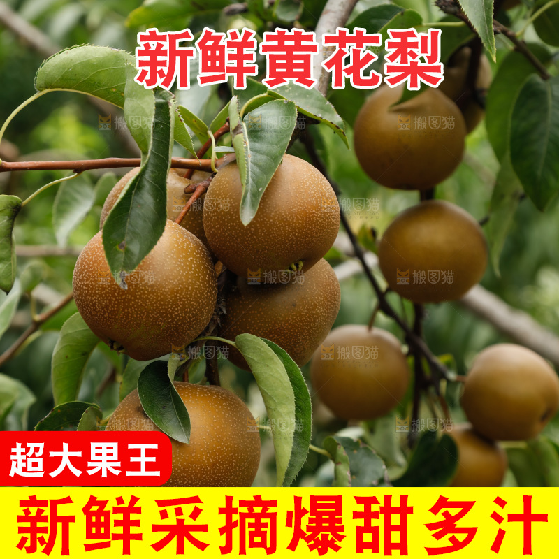 树上的黄花梨