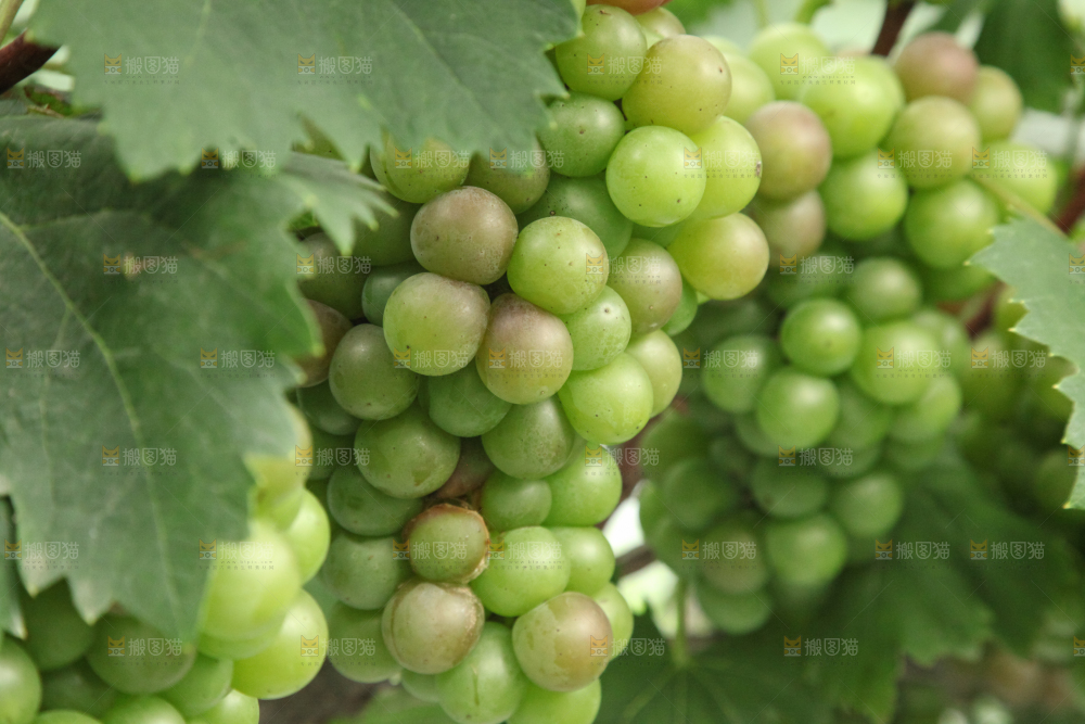 葡萄架上的新鲜葡萄