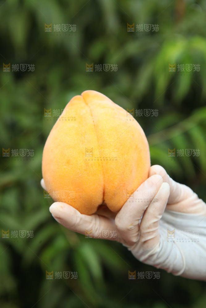 手里拿着黄毛桃