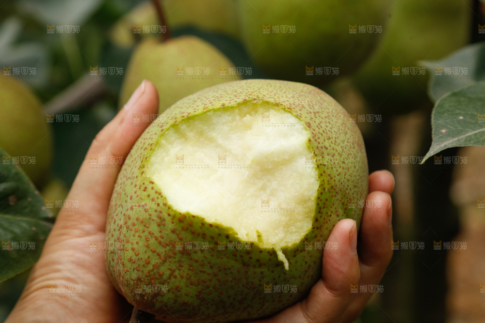 树上的青皮梨