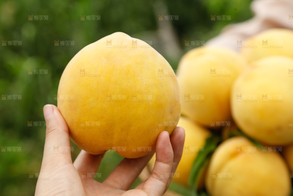 手里拿着奉贤锦绣黄桃