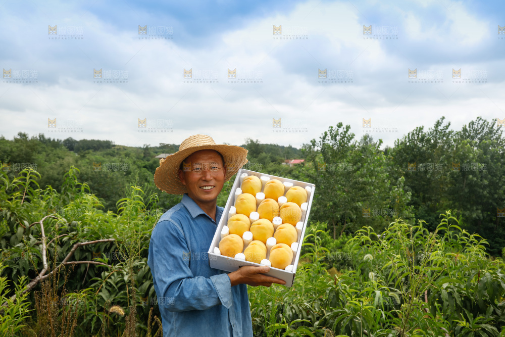 手里拿着奉贤锦绣黄桃