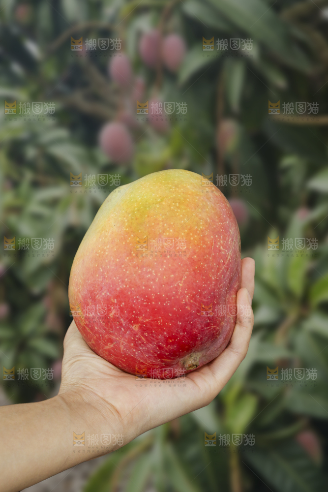 手里拿着彩虹芒