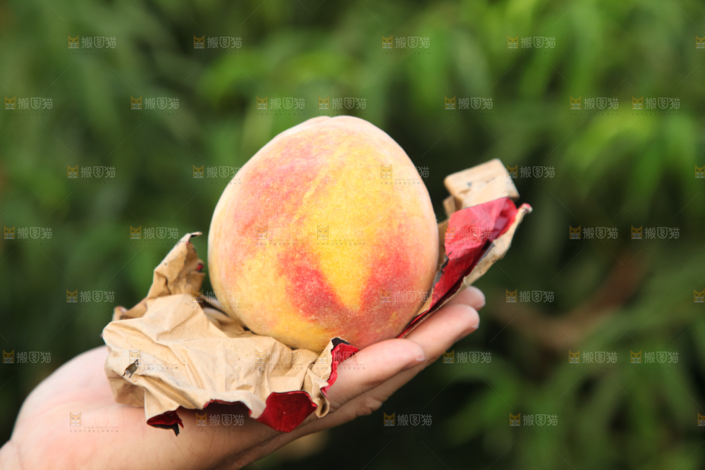 手里拿着黄毛桃