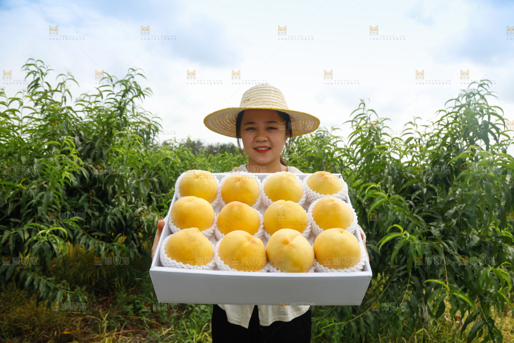 手里拿着奉贤锦绣黄桃