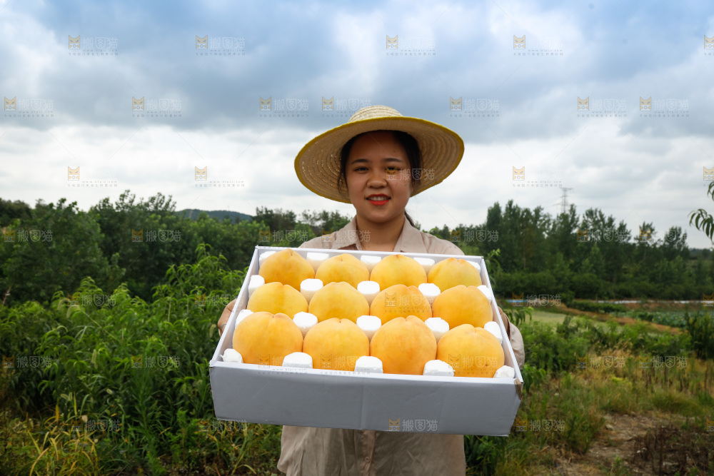 手里拿着奉贤锦绣黄桃