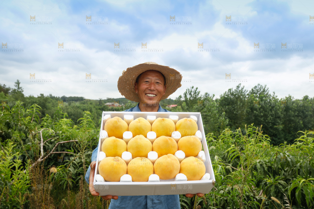 手里拿着奉贤锦绣黄桃