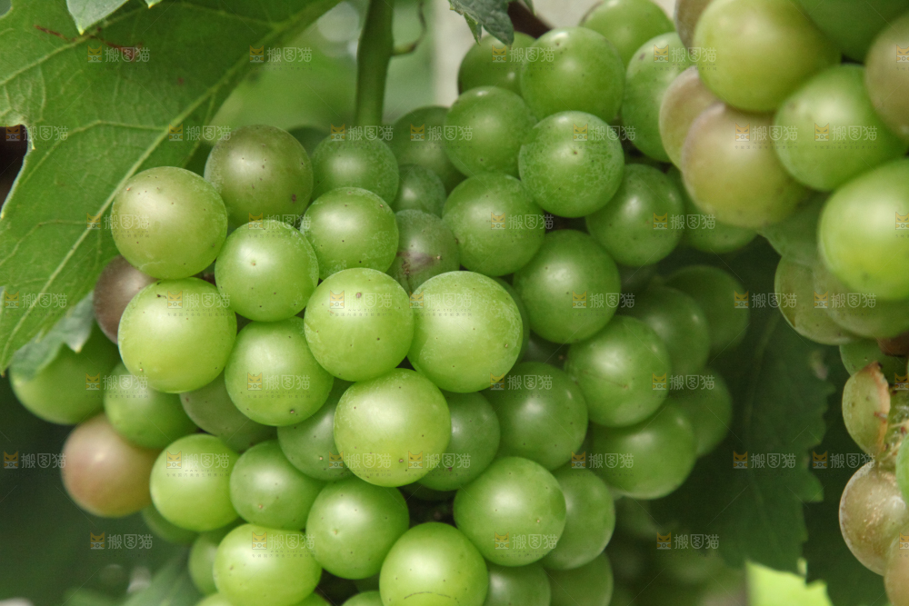 葡萄架上的新鲜葡萄