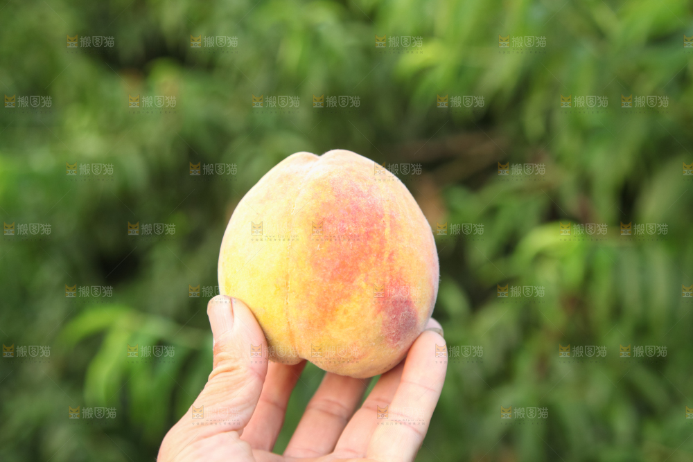 手里拿着黄毛桃