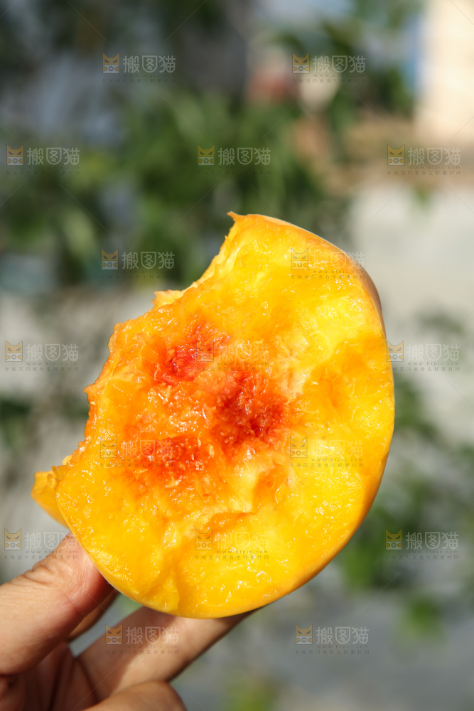 手里拿着锦绣黄桃