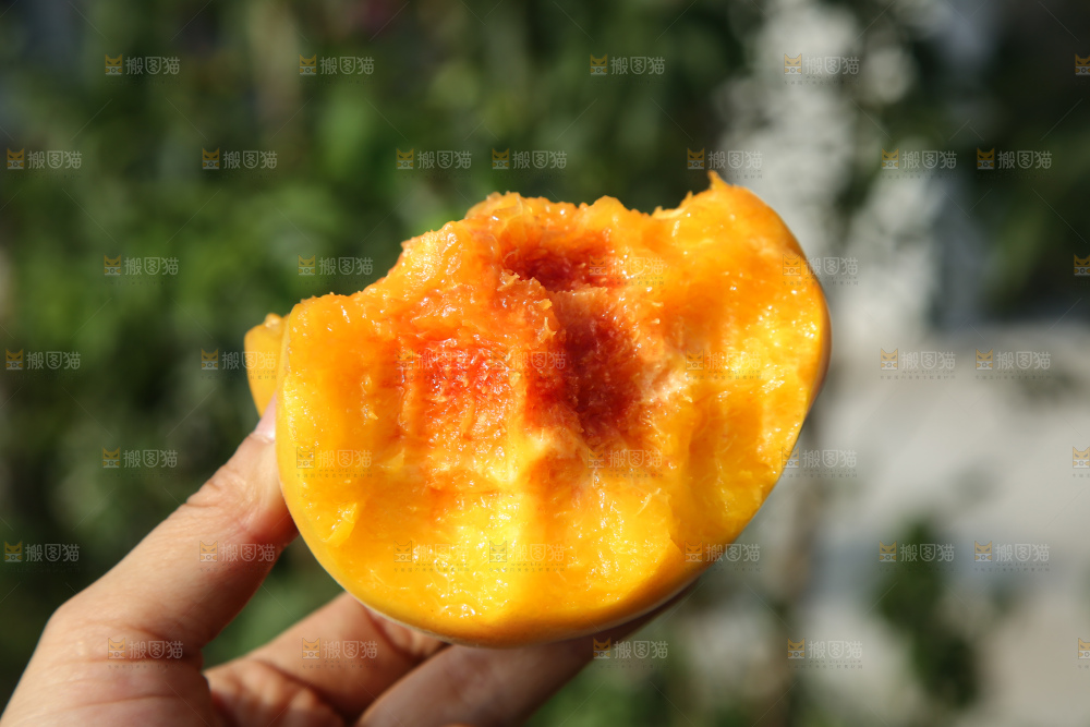 手里拿着锦绣黄桃