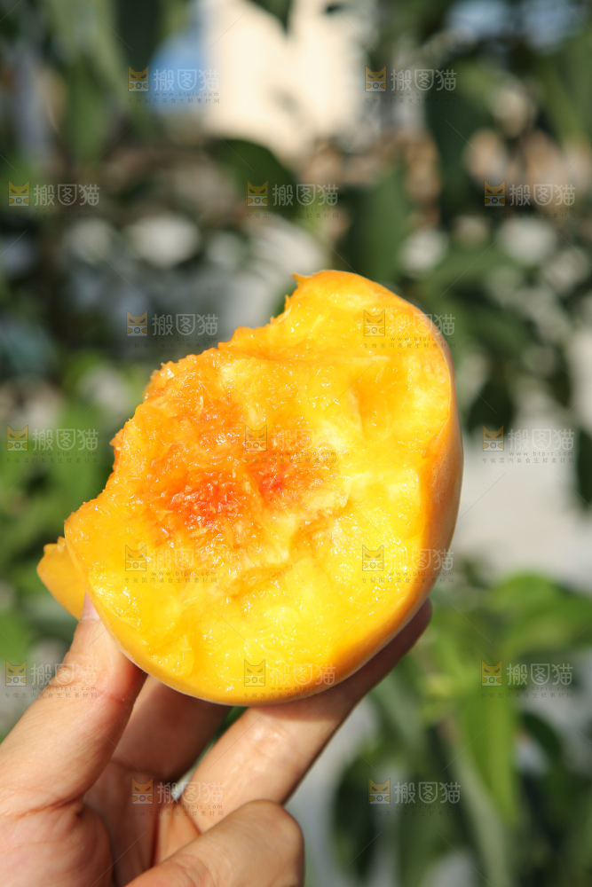 手里拿着锦绣黄桃
