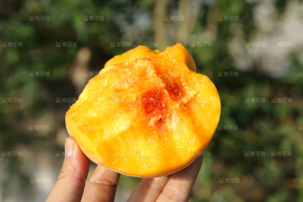 手里拿着锦绣黄桃