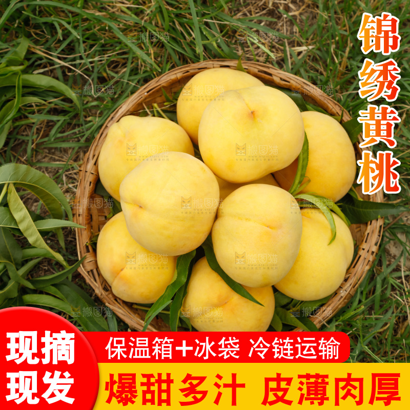 手里拿着奉贤锦绣黄桃