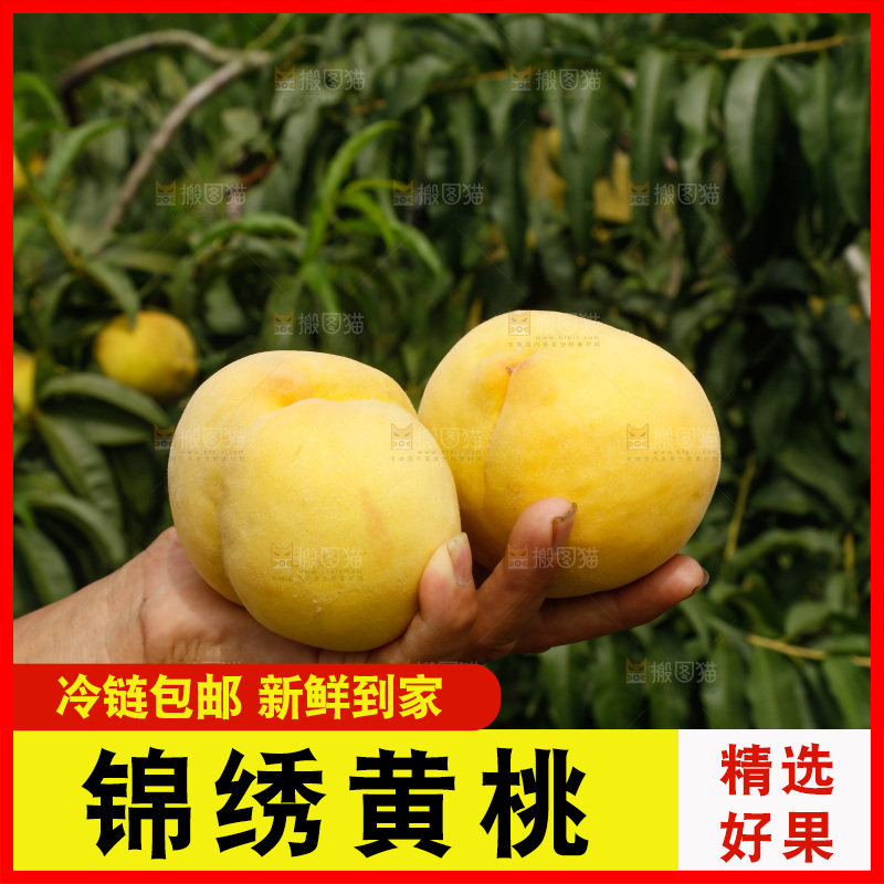 手里拿着奉贤锦绣黄桃