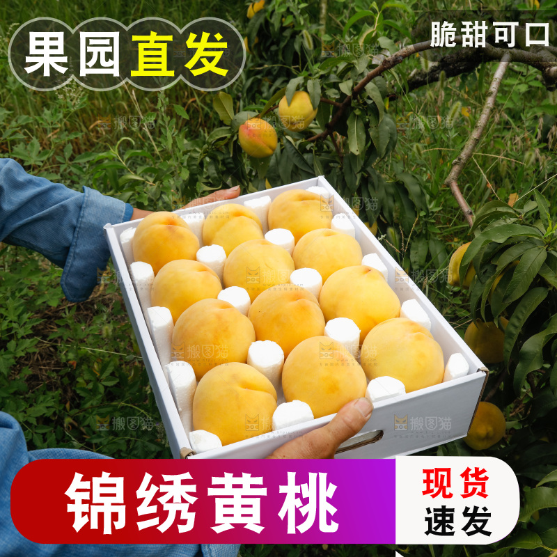手里拿着奉贤锦绣黄桃