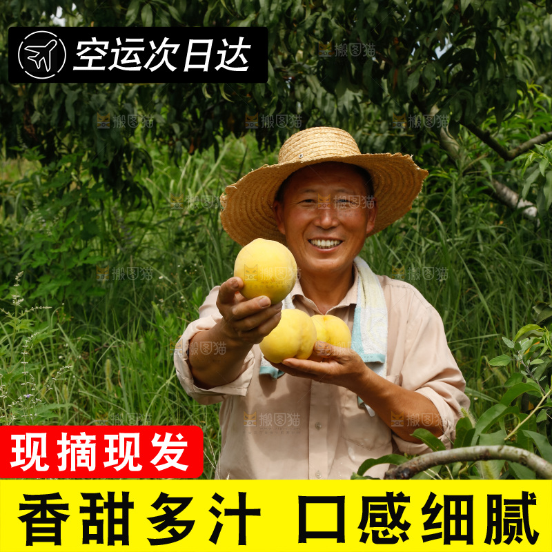 手里拿着奉贤锦绣黄桃
