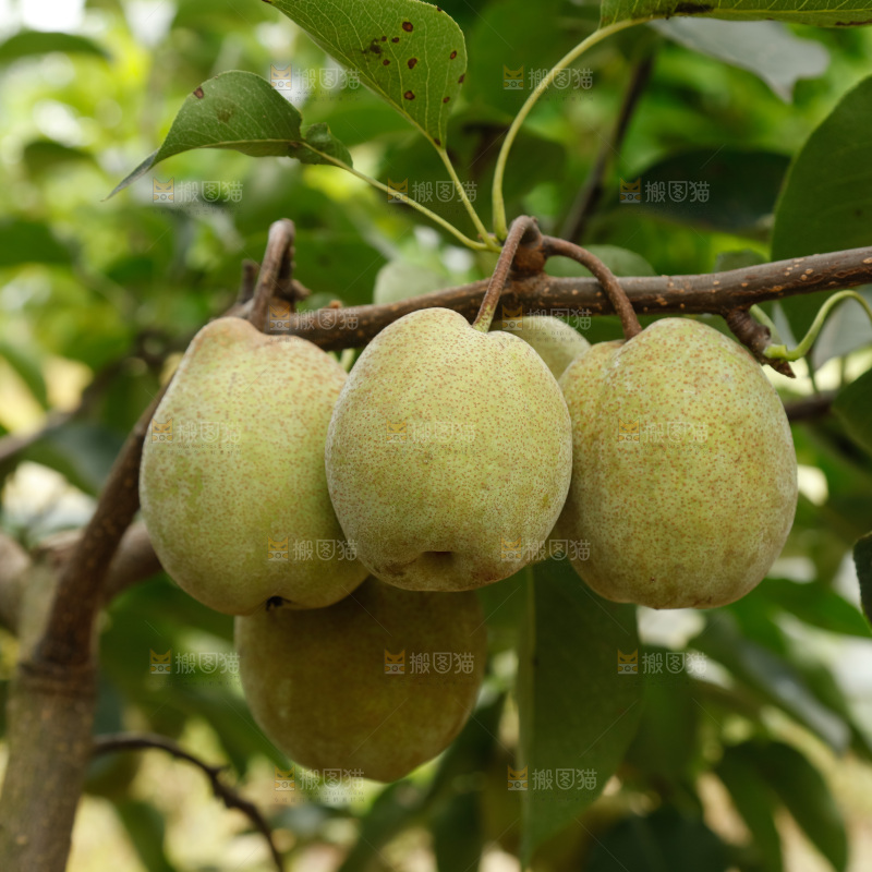 树上的青皮梨