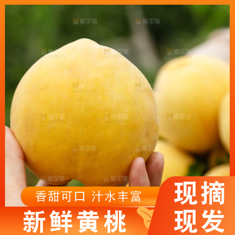 手里拿着奉贤锦绣黄桃