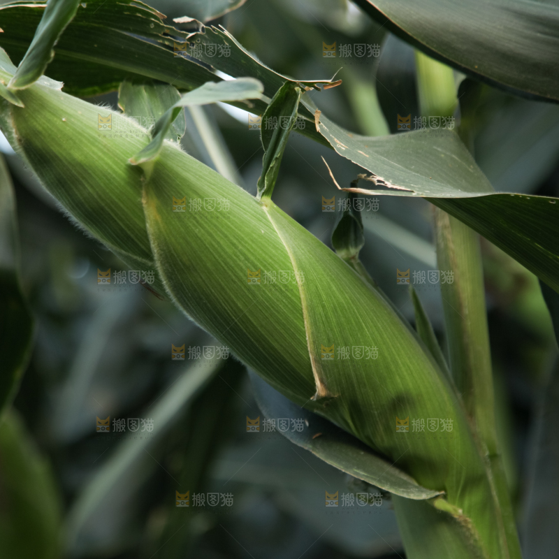 一大片玉米地