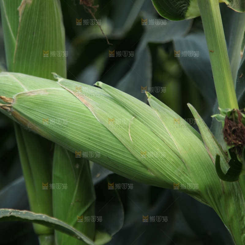 一大片玉米地
