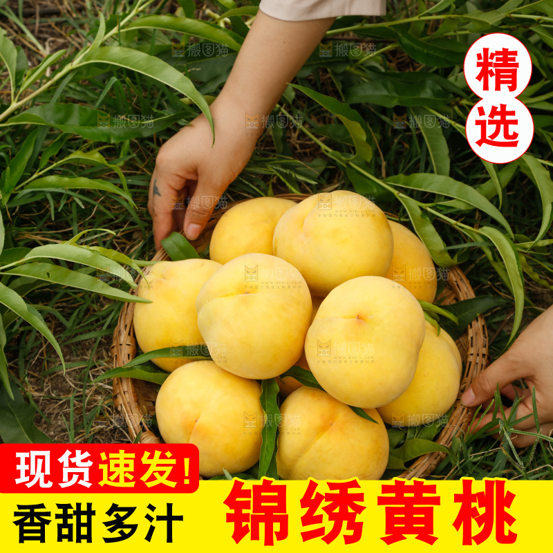 手里拿着奉贤锦绣黄桃