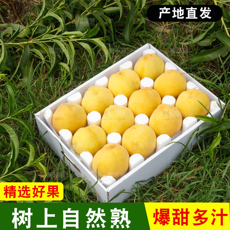 手里拿着奉贤锦绣黄桃