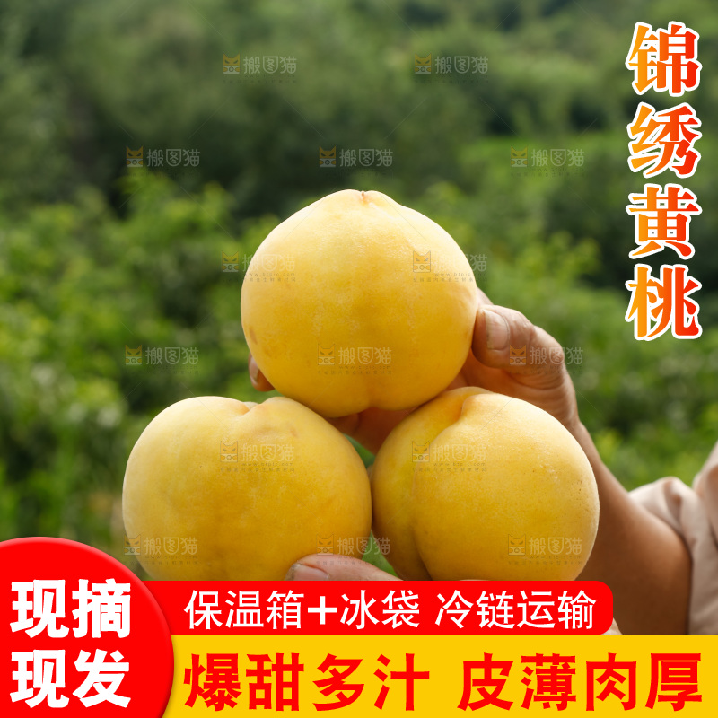 手里拿着奉贤锦绣黄桃