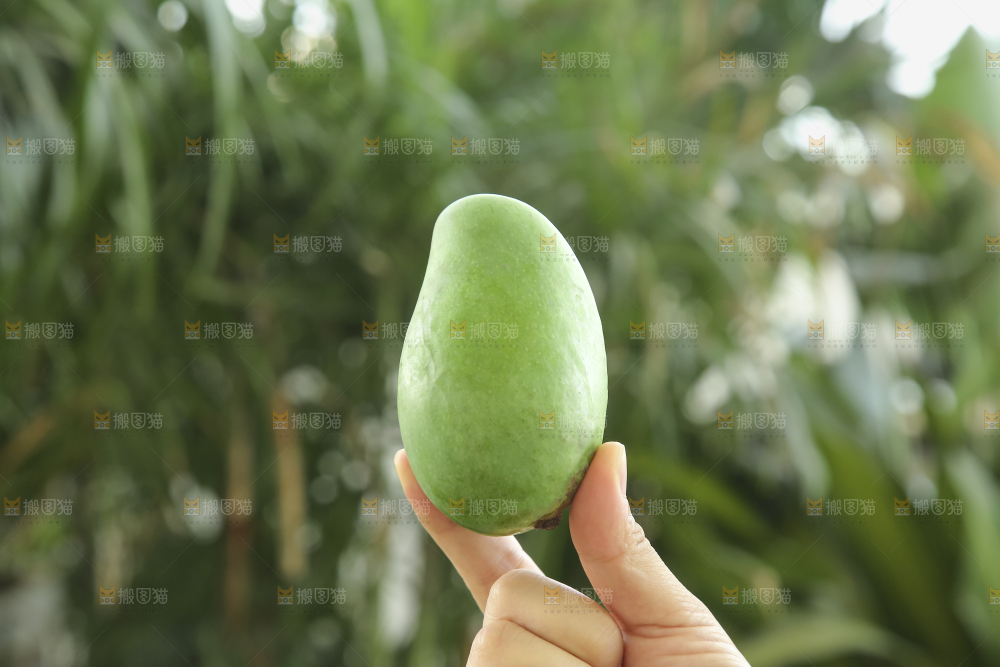 手里拿着象牙芒