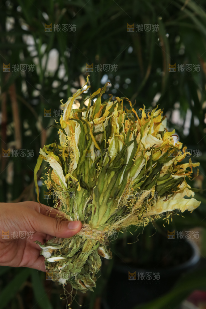 木底上的霸王花