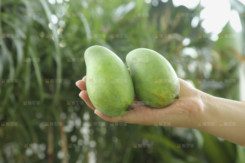 手里拿着象牙芒