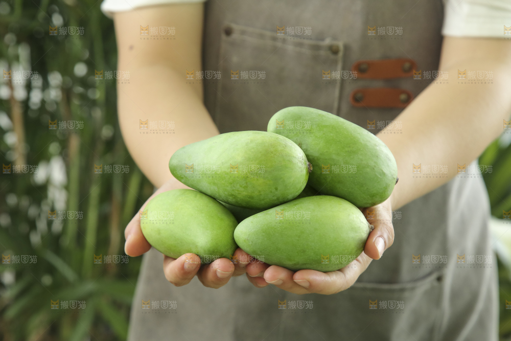 手里拿着象牙芒
