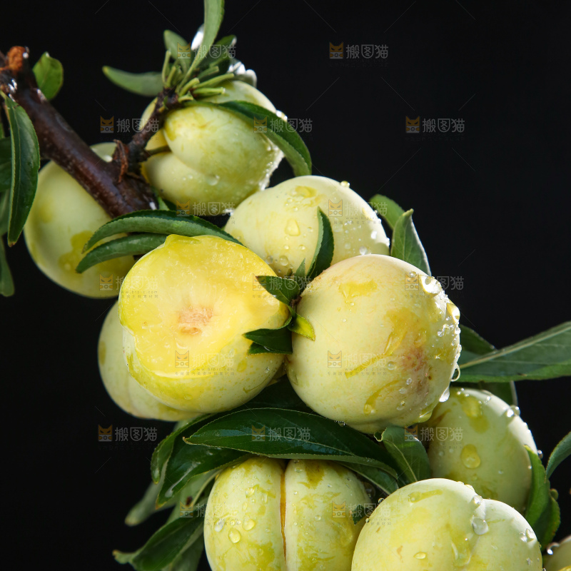 树枝上的新鲜李子