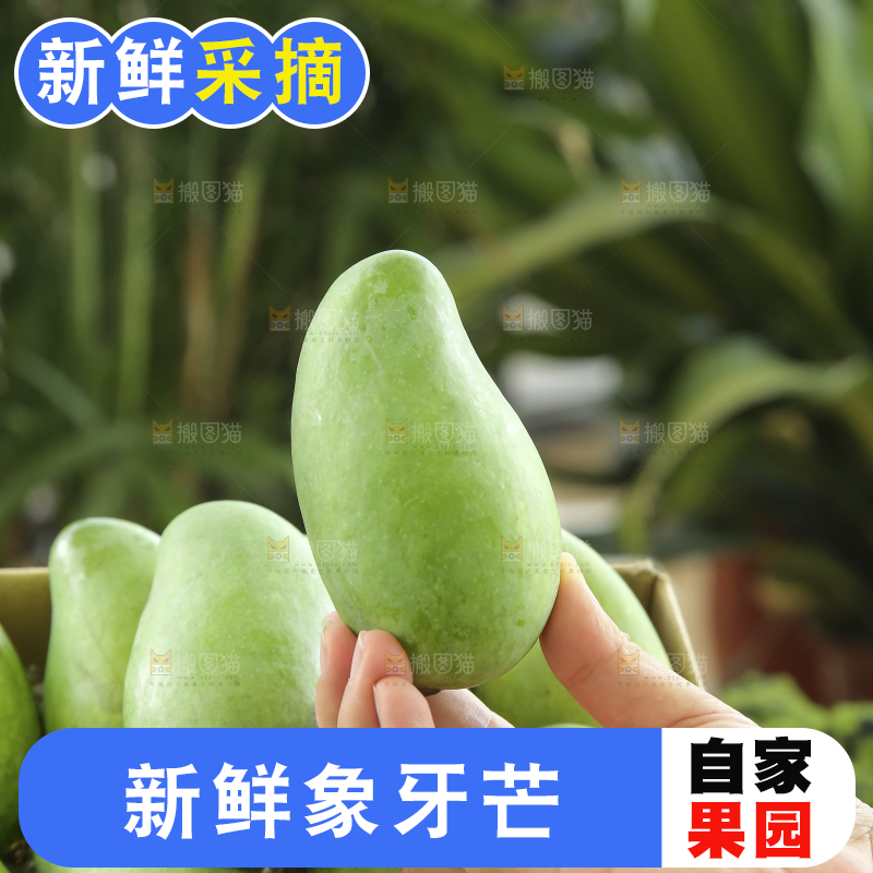 手里拿着象牙芒