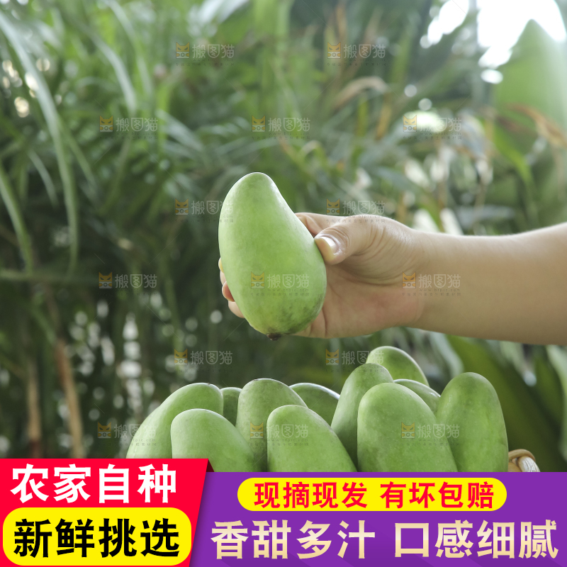 手里拿着象牙芒