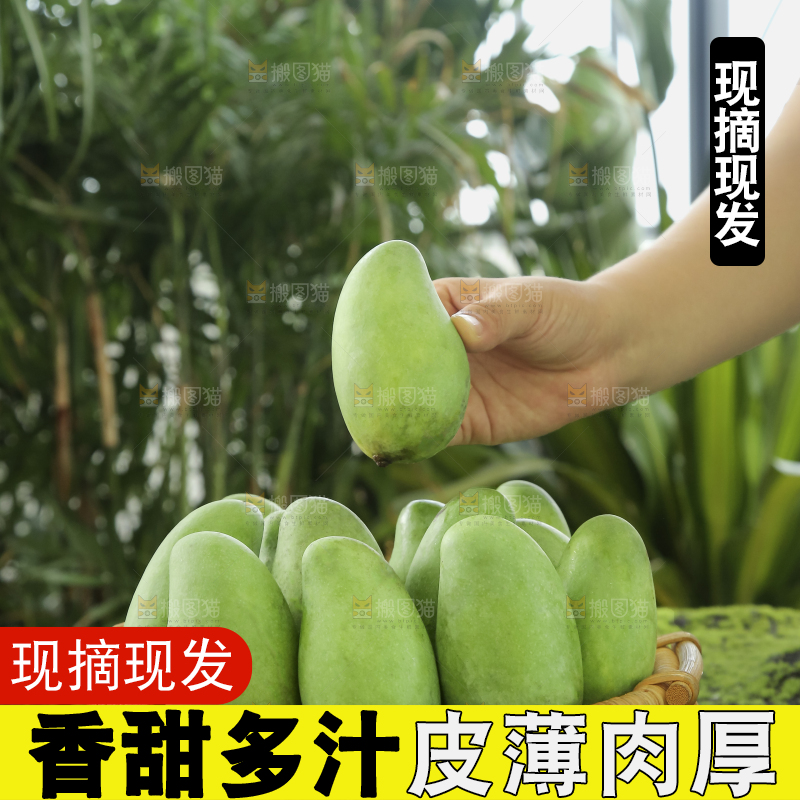 手里拿着象牙芒