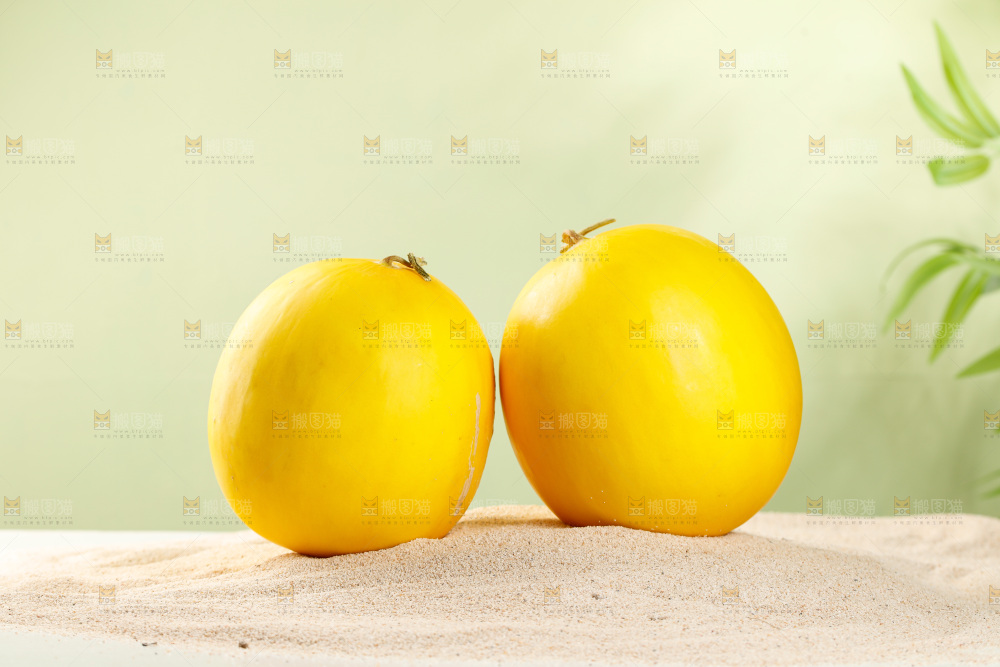 浅底上的黄河蜜瓜