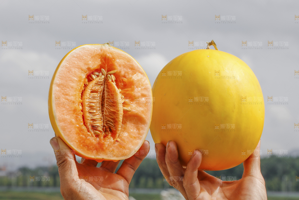 手里拿着民勤蜜瓜