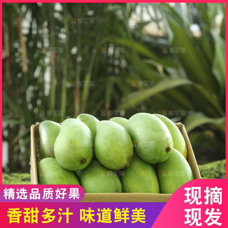 手里拿着象牙芒