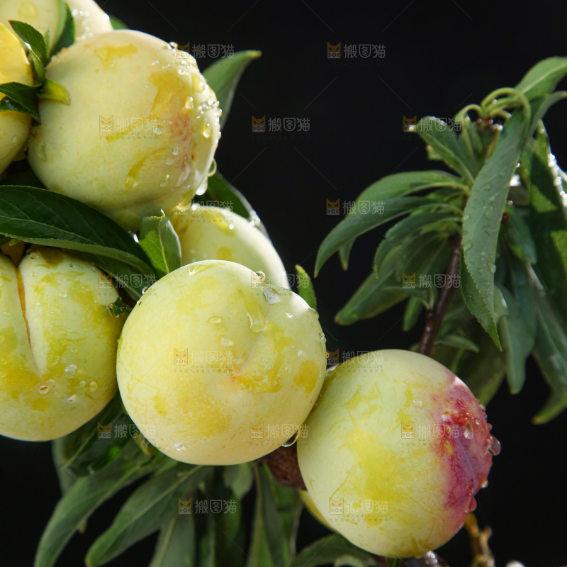 树枝上的新鲜李子