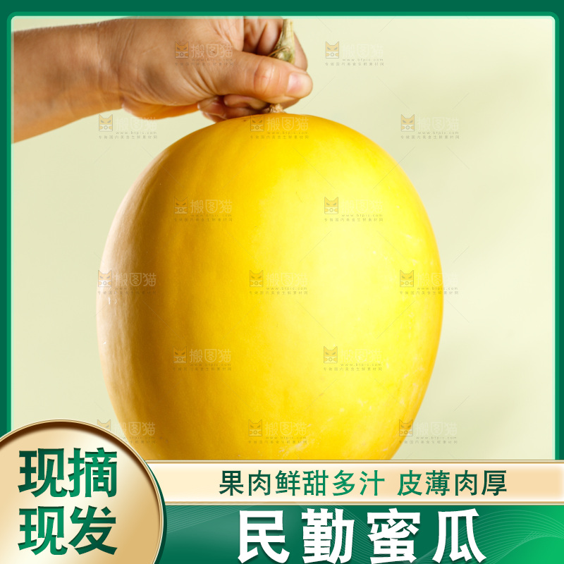 浅底上的黄河蜜瓜
