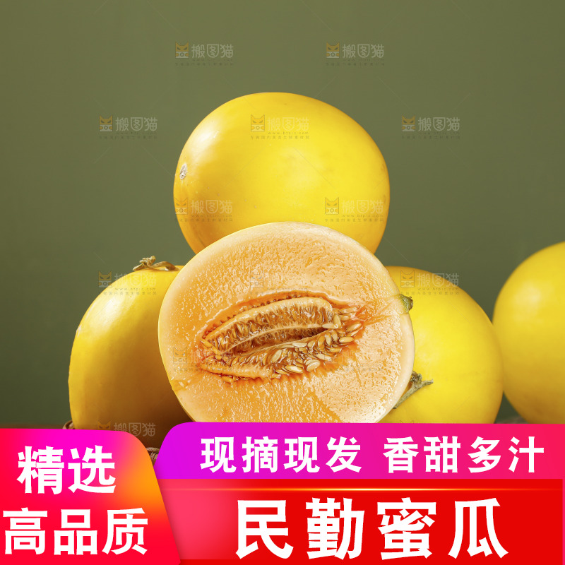 浅底上的民勤蜜瓜